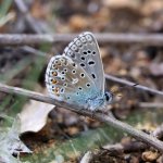 L'Argus bleu (papillon) à Mosset (Pyrénées orientales)